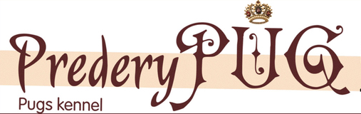 Predery Pug
