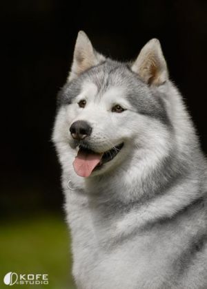 HUSKY HAVEN  IVAN THE GREAT