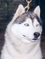 MORION DES GARRIGUES  DU LOUP DE CANEBAS