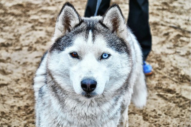 ALIASKA  IZ NORDBAKS