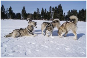 О питомнике