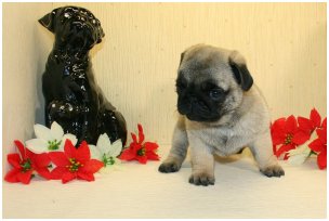 Предери Паг Олисия Сайлос